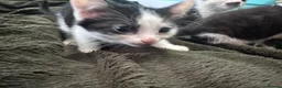 Mixed Breed cats for sale: 6 nearly 8 week old kittens  in High Wycombe - Advert 7