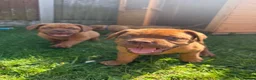 Dogue De Bordeaux dogs for sale: **world class puppy’s. READY NOW** - Advert 4