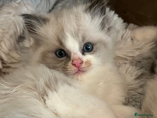 Ragdoll cats - Advert 4