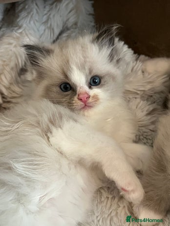 Ragdoll cats - Advert 5