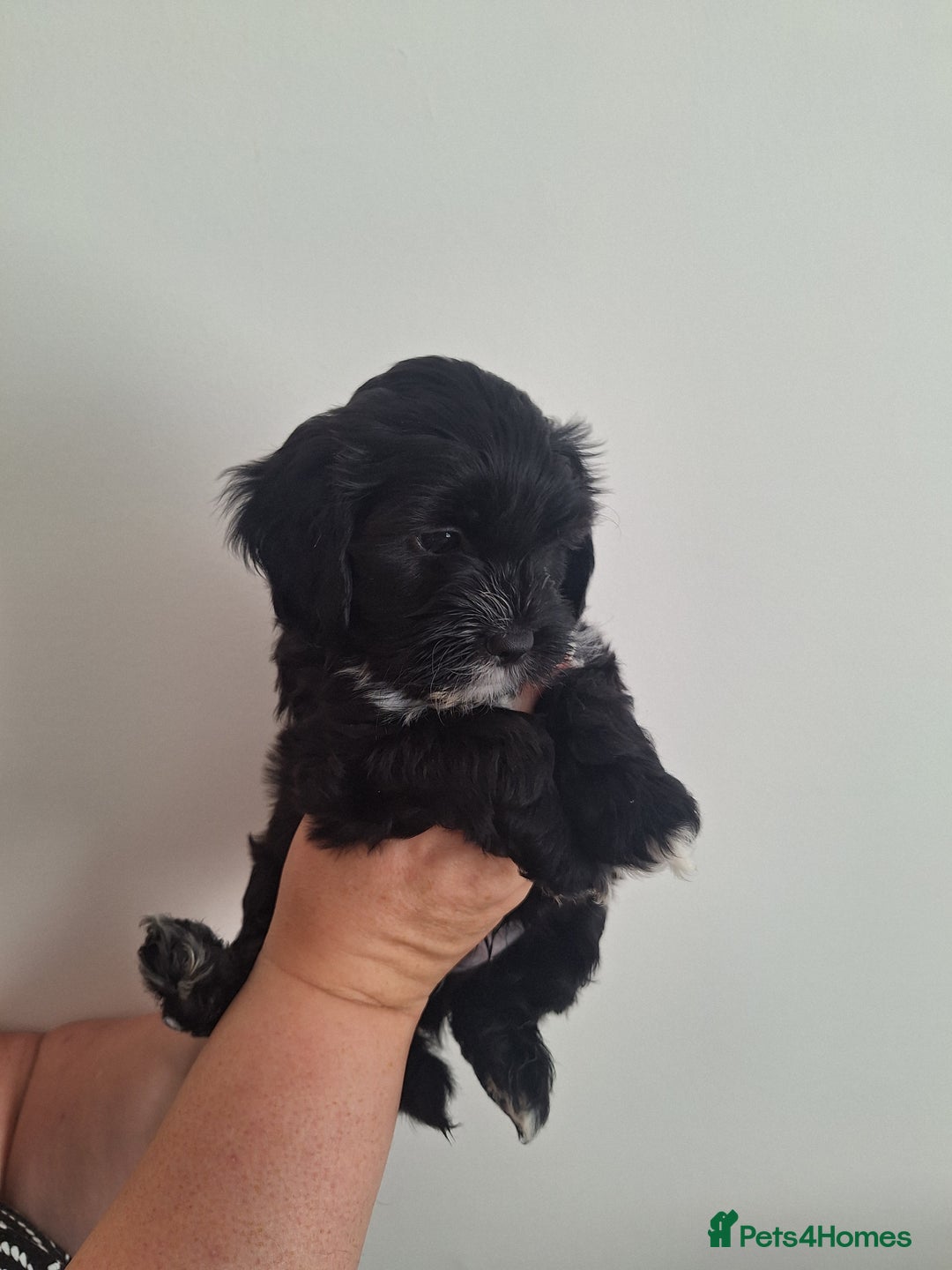 Shihpoo dogs for sale: Shihpoo puppies for sale - Image 7