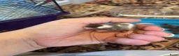 Mouse rodents for sale: Baby Mice  in Winsford - Advert 4