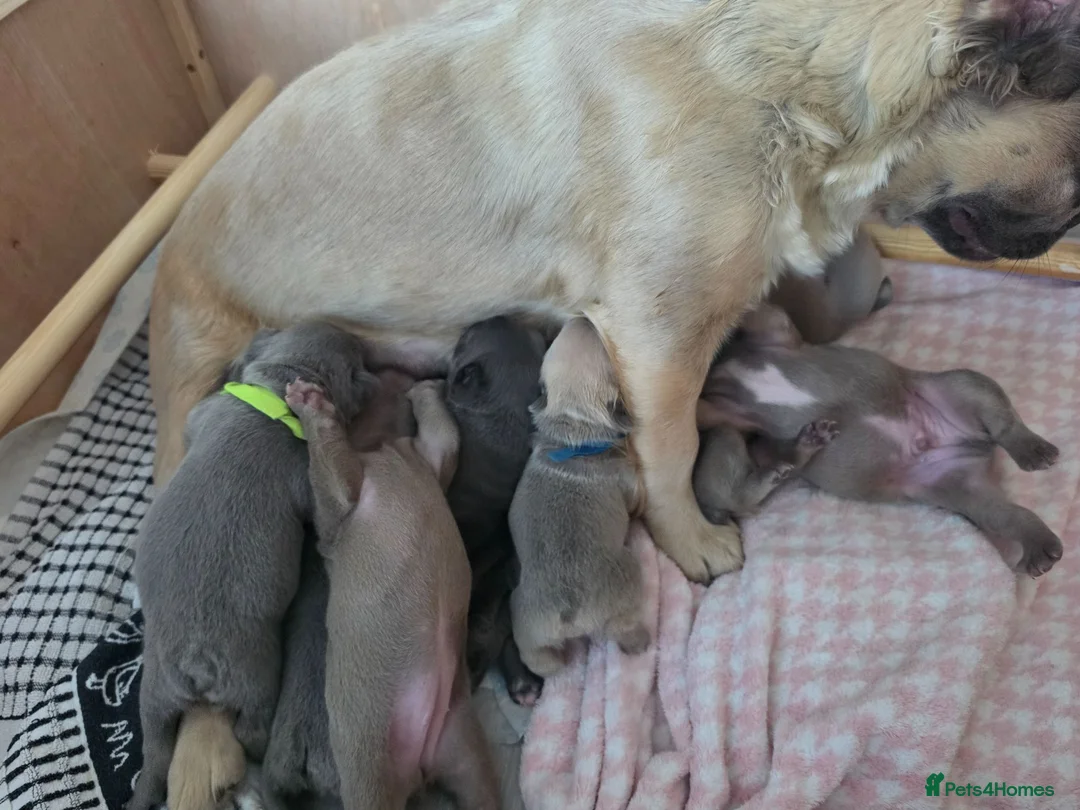 French Bulldog dogs for sale: French bulldog pups for sale - Advert 1