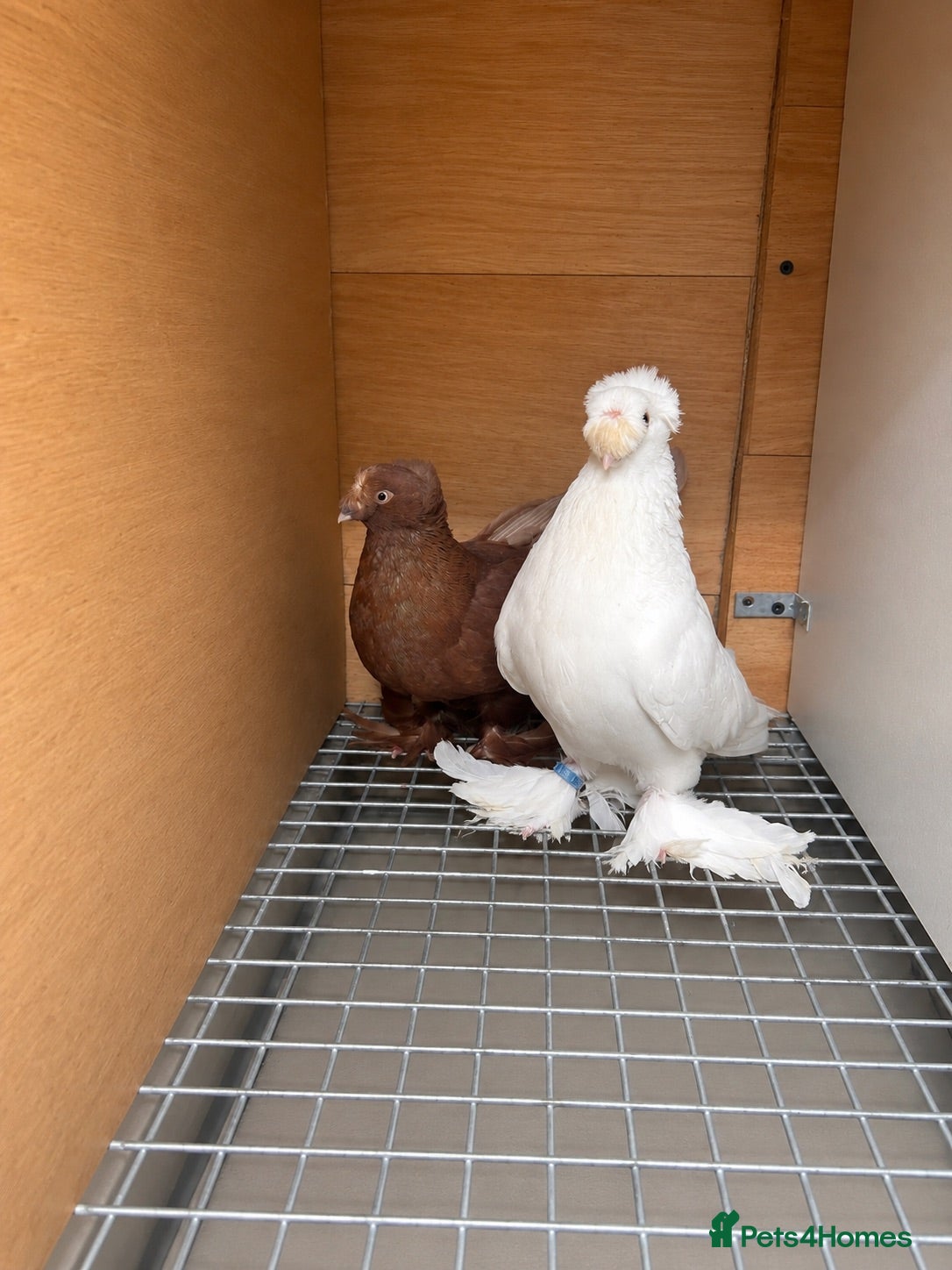 Pigeons birds Fancy pigeon  - Advert 1