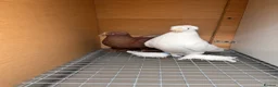 Pigeons birds for sale: Fancy pigeon  - Advert 1