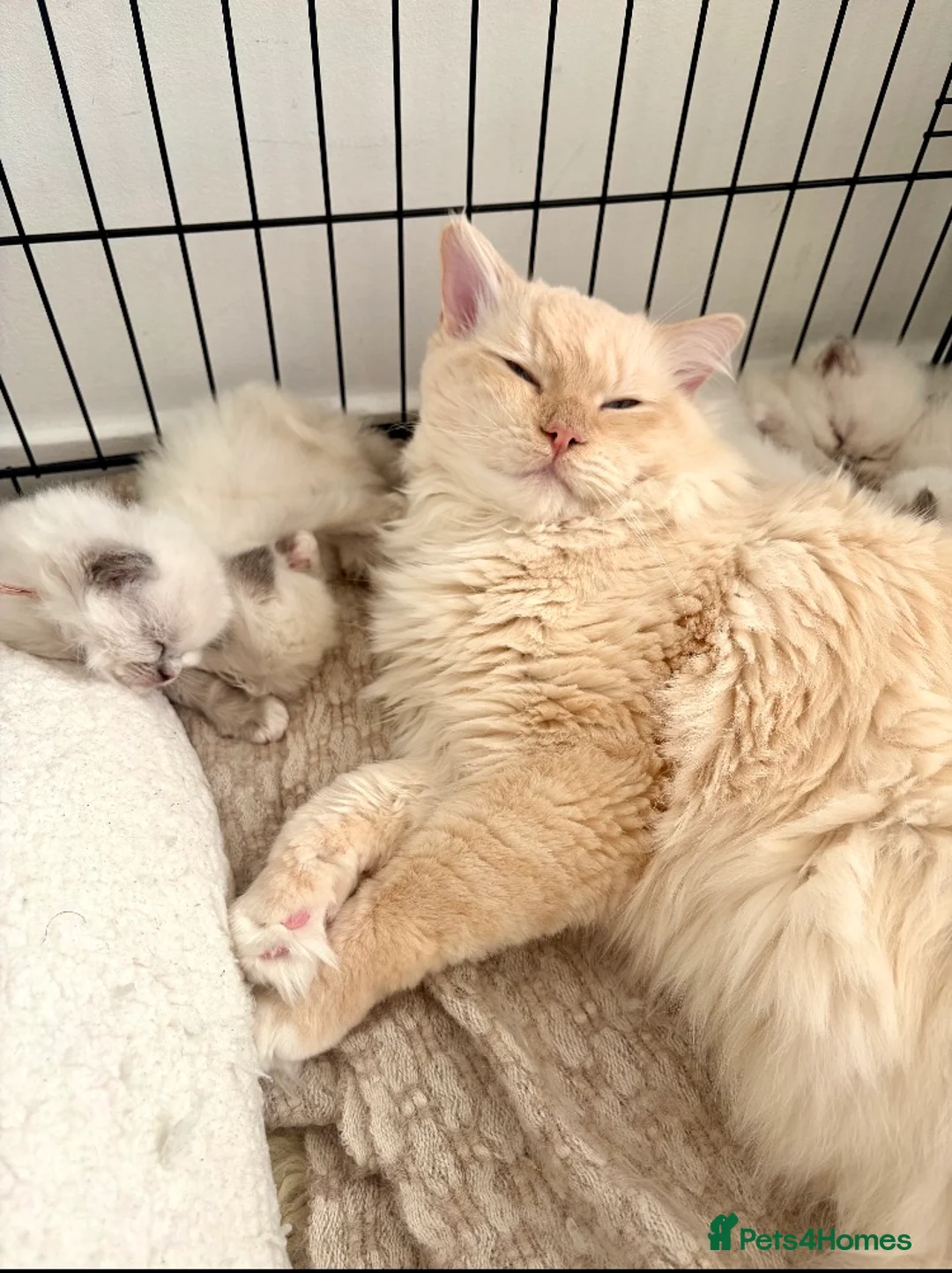 Maine Coon cats for sale: Rag Coon Kittens - Advert 19