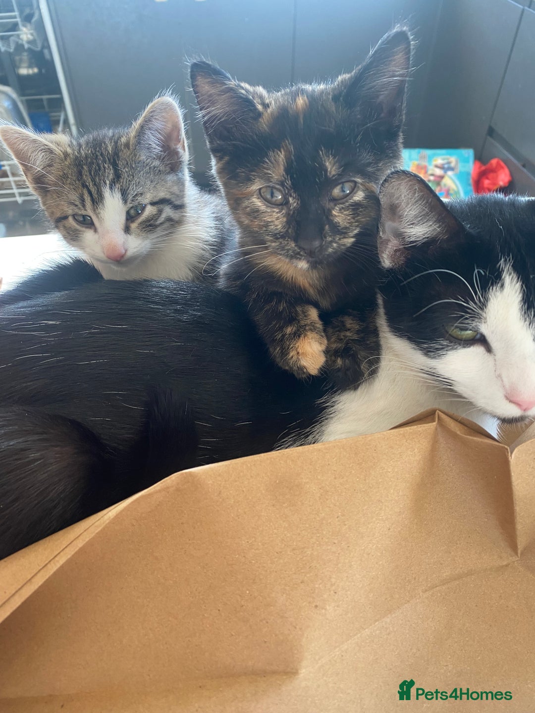 Mixed Breed cats for sale: Beautiful mixed breed kittens ready to leave 🐱❤️ - Image 8