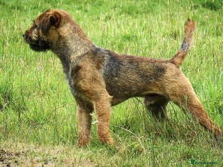 Border Terrier dogs in London - Advert 1