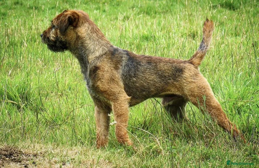 Border Terrier dogs for stud: SLEM CLEAR BORDER TERRIER in London - Advert 1