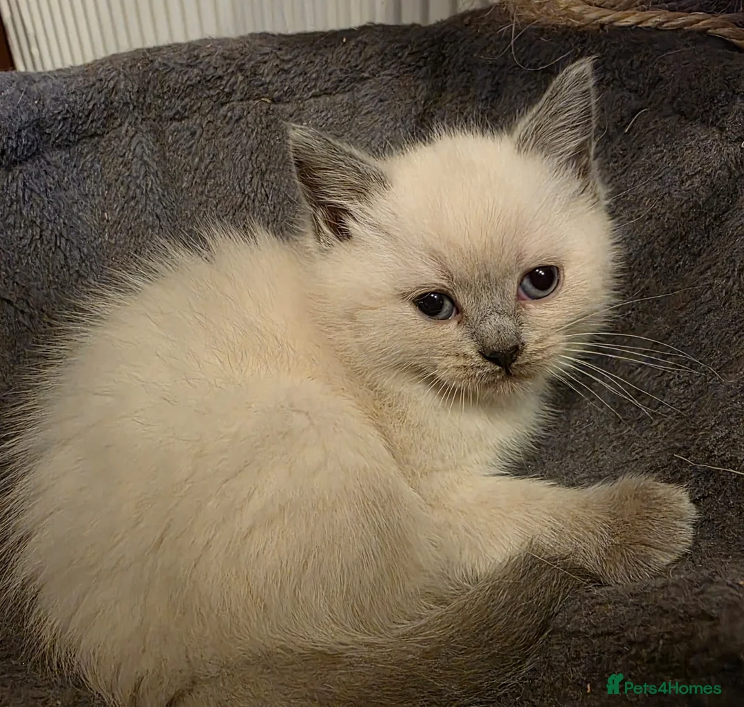 Ragdoll cats for sale: Ragdoll Kittens - Advert 2