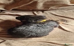 German Shepherd dogs for sale: Long-Haired Straight Back German Shepherd Puppies - Image 31
