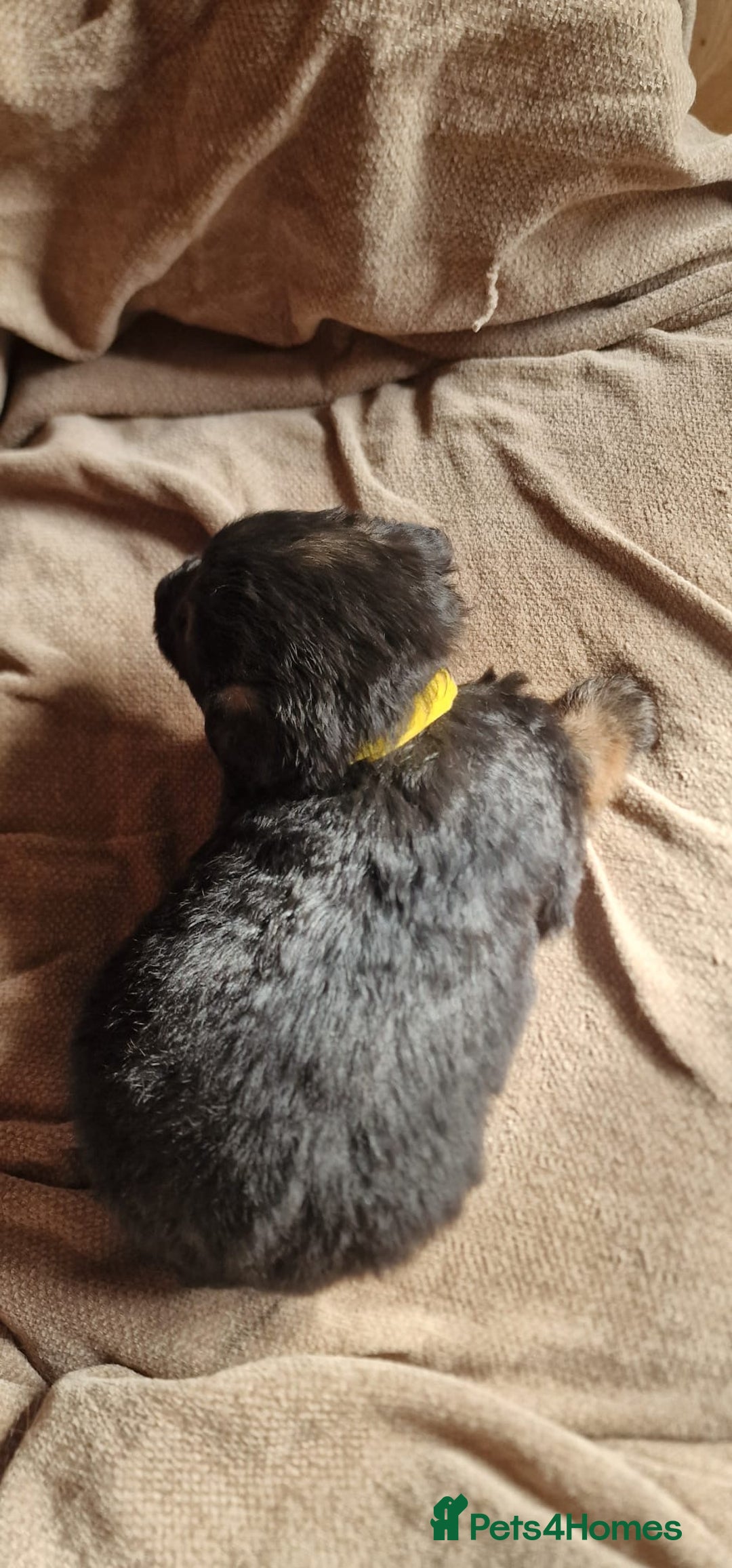 German Shepherd dogs for sale: Long-Haired Straight Back German Shepherd Puppies - Image 31