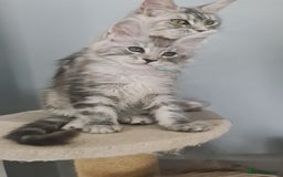 Maine Coon cats for sale: GCCF Registered - Maine Coon Kittens - Image 15