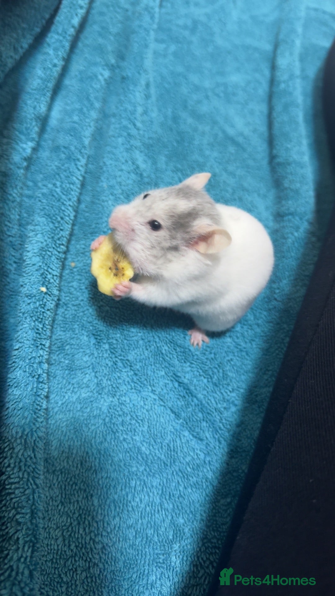 Hamster rodents Hamster - Advert 5