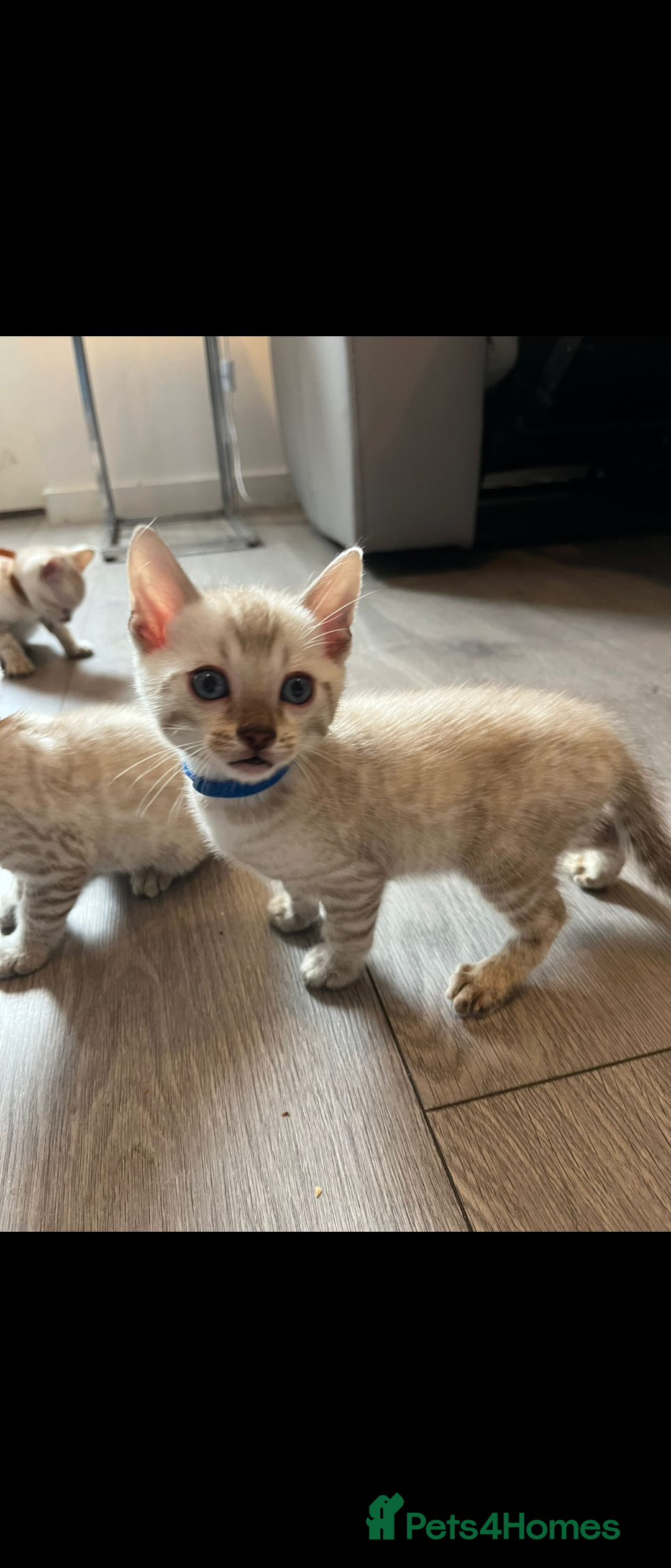 Bengal cats for sale: Platinum snow/minx leopard Bengal  - Image 4