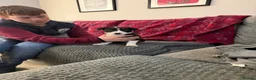 Border Collie dogs for sale: Border collie  - Advert 15