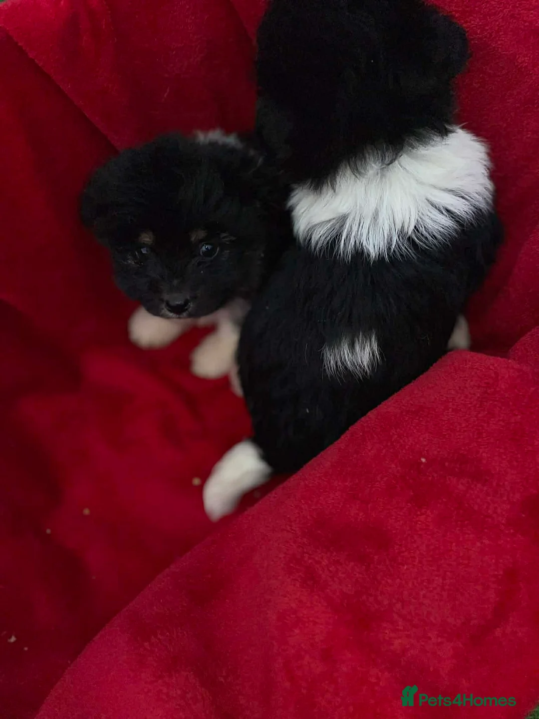 Mixed Breed dogs for sale: Pomeranian x jackrussel  - Advert 3