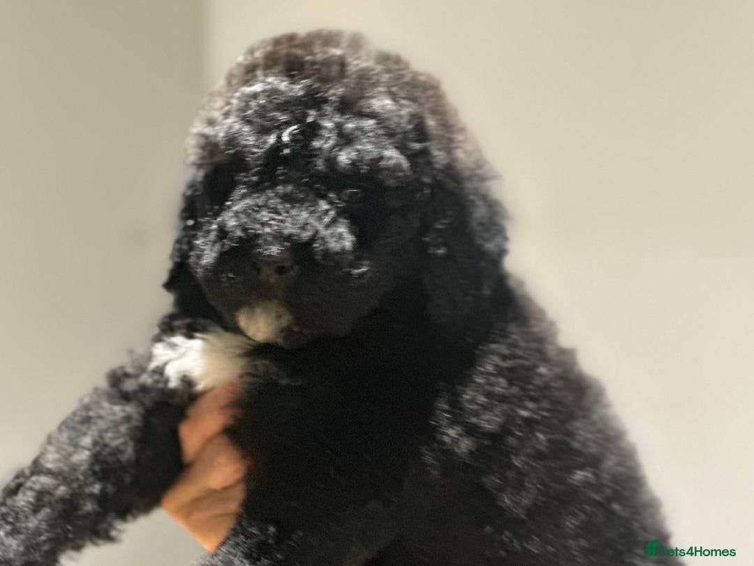 Mixed Breed dogs for sale: F1B SAINTBERNADOODLE BOYS AND GIRLS - Image 12
