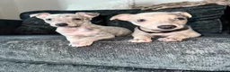 Whippet dogs for sale: 2 Stunning KC registered boys left - Advert 5