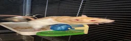 Rat rodents for sale: 3 female rats  in Crewe - Advert 3