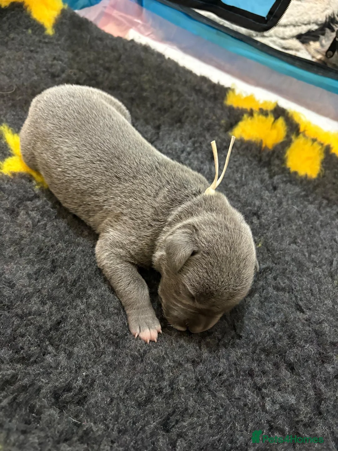 Staffordshire Bull Terrier dogs for sale: Gorgeous staffies - Advert 1