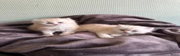 British Shorthair cats for sale: Beautiful British Longhair Boys! in Slough - Advert 6