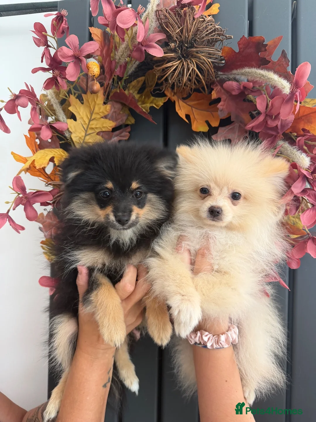 Pomeranian dogs for sale: REDUCED!!  KC FULLY VACCINATED Pomeranians   - Advert 1
