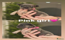 French Bulldog dogs for sale: French bulldog puppies  - Image 8