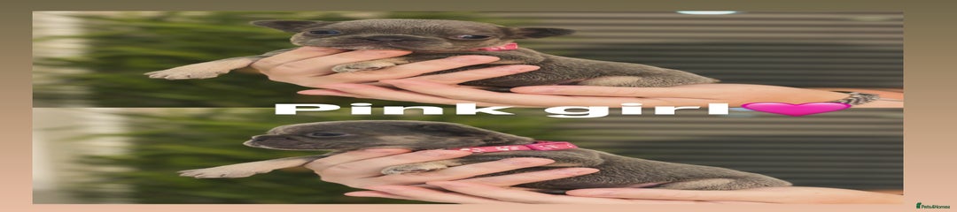 French Bulldog Puppy 7