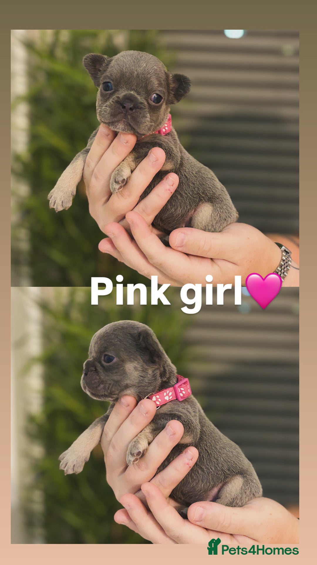 French Bulldog dogs for sale: French bulldog puppies  - Image 8