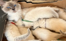 Ragdoll cats for sale: GCCF registered ChampionBloodline 5GENpedigree BSH - Image 18