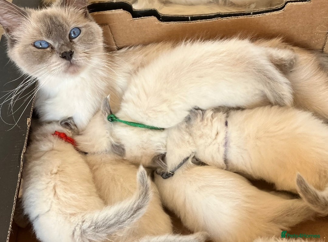 Ragdoll cats for sale: GCCF registered ChampionBloodline 5GENpedigree BSH - Image 18