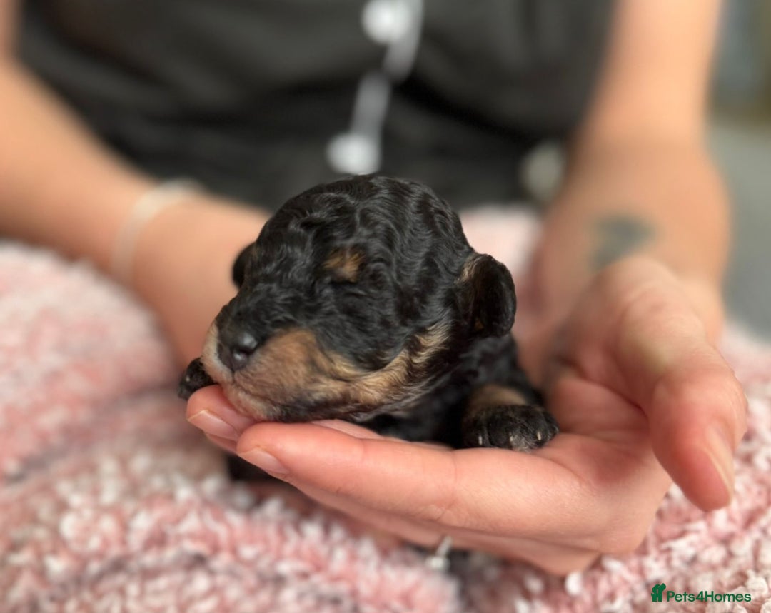 Toy Poodle dogs for sale: Beautiful Red & Phantom Toy Poodle's! KCregistered - Advert 6