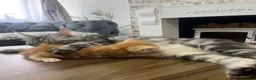Mixed Breed cats for sale: 4Maine Coon Cross Male Kittens Need Loving Homes . - Advert 15