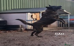 Belgian Shepherd Dog dogs for sale: DUTCH SHEPARD PUPPIES 1 MALE  - Image 5