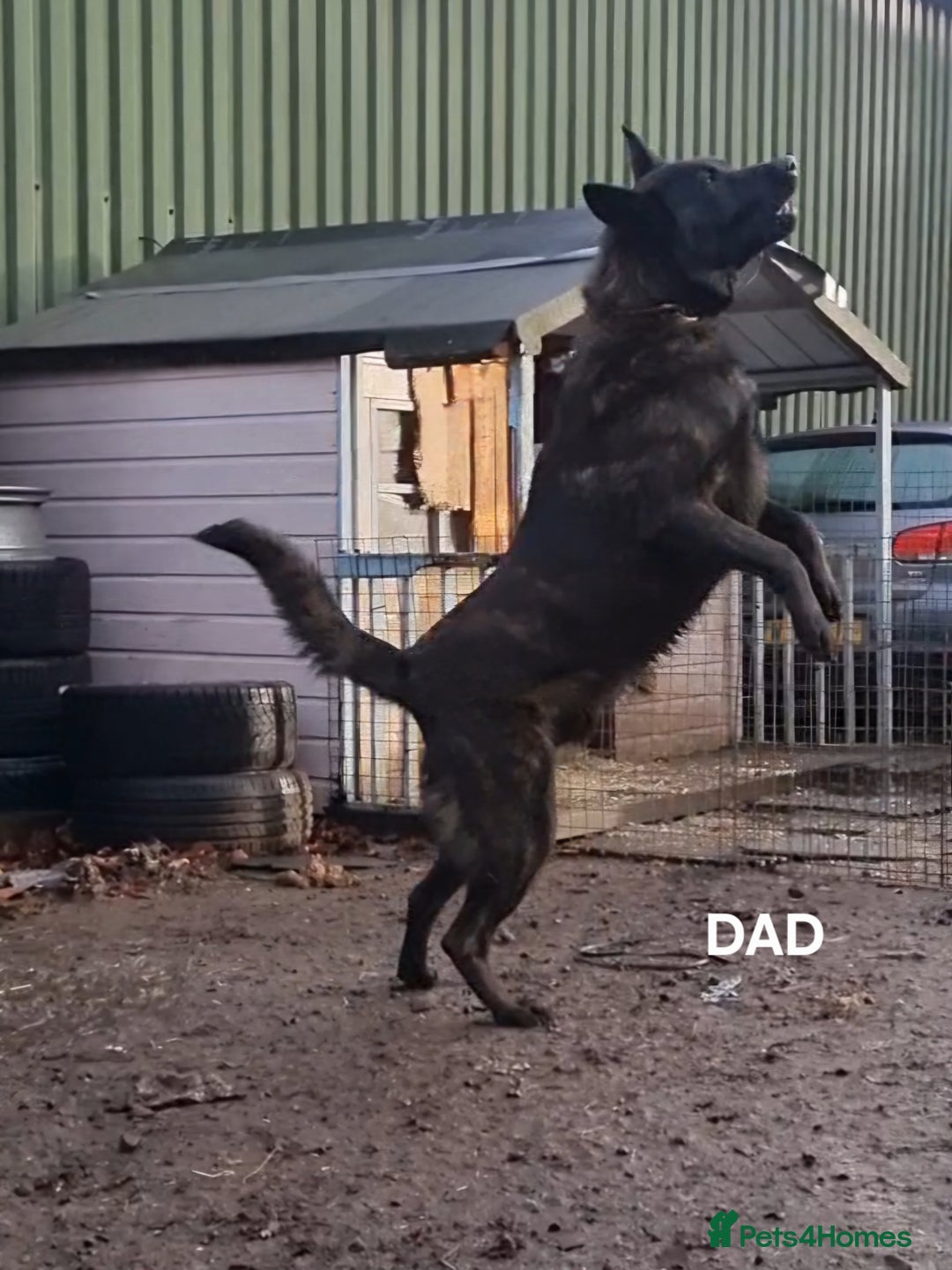 Belgian Shepherd Dog dogs for sale: DUTCH SHEPARD PUPPIES 1 MALE  - Image 5