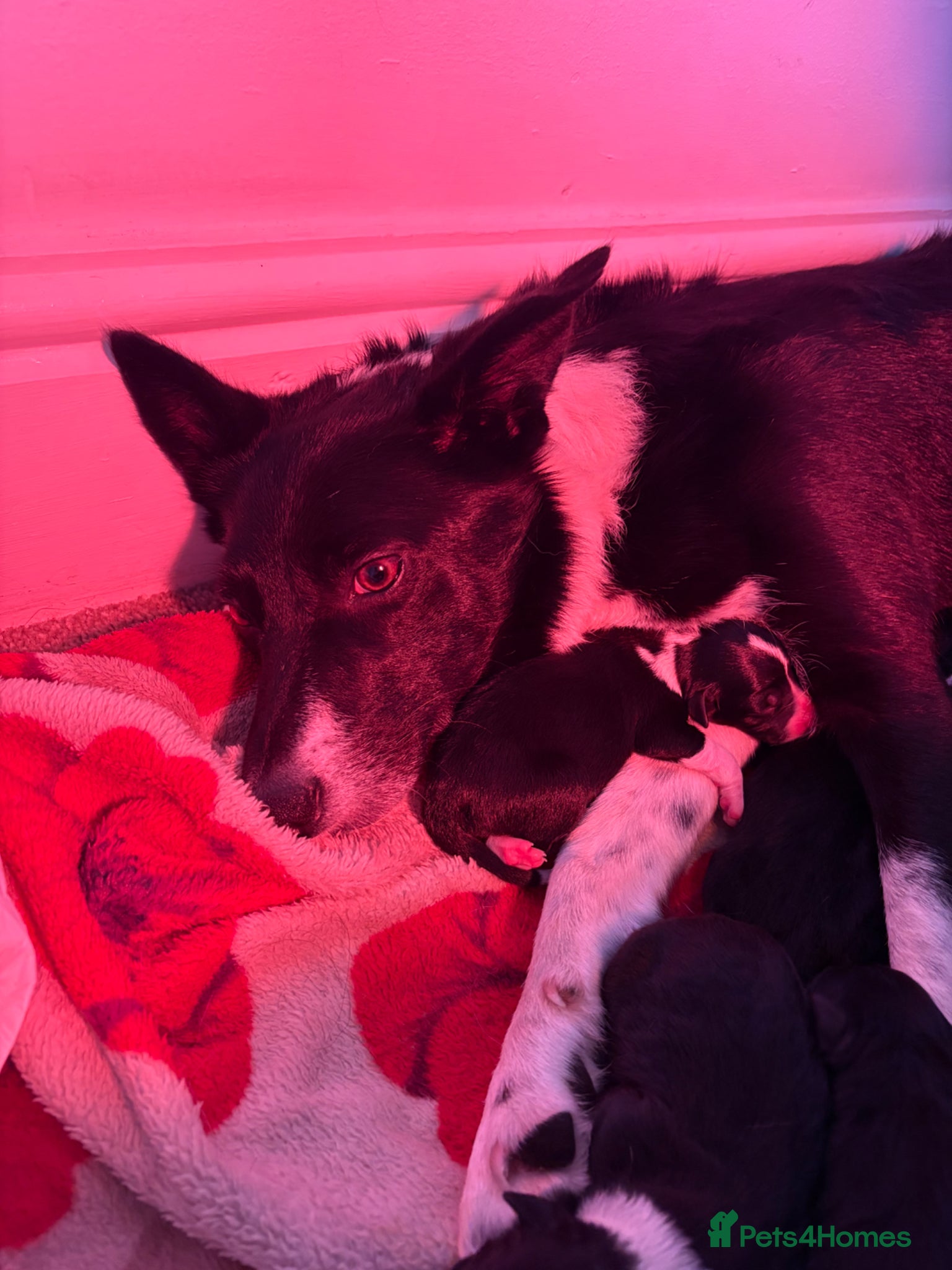 Mixed Breed dogs Collie x Kelpie puppies available! - Advert 1