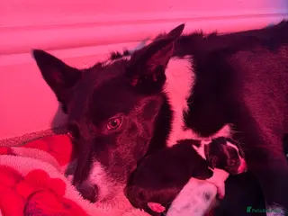 Mixed Breed dogs Collie x Kelpie puppies available! - Advert 1