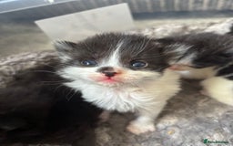 Mixed Breed cats for sale: 5 kittens will be looking for a forever home - Image 4