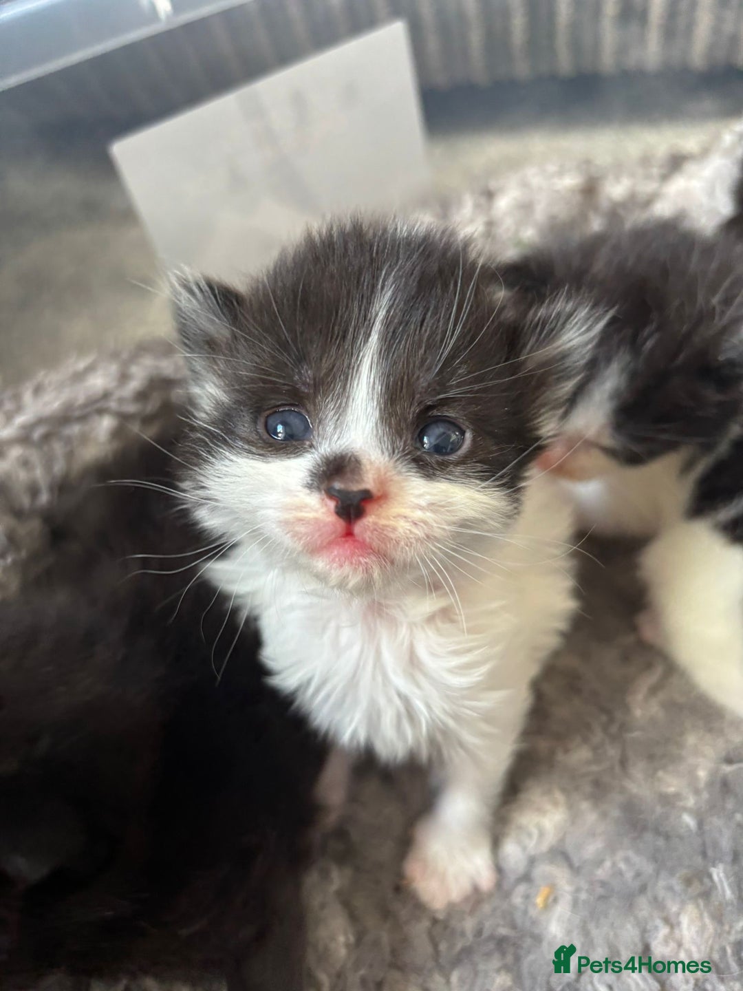 Mixed Breed cats for sale: 5 kittens will be looking for a forever home - Image 4
