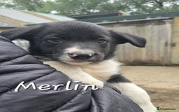 Border Collie dogs for sale:  Any farmers looking for working dogs? - Image 24