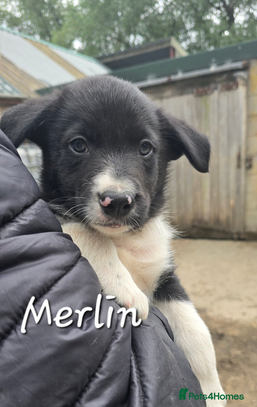 Border Collie dogs for sale:  Any farmers looking for working dogs? - Image 24