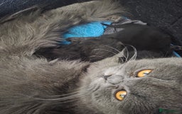 Persian cats for sale: 2 Persian boys. Colour is mixed dark grey/black - Image 2
