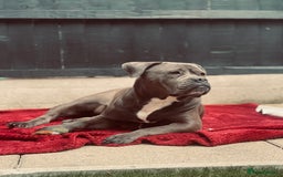 Mixed Breed dogs for sale: Beautiful mixed breed looking for her foreve home. - Image 6