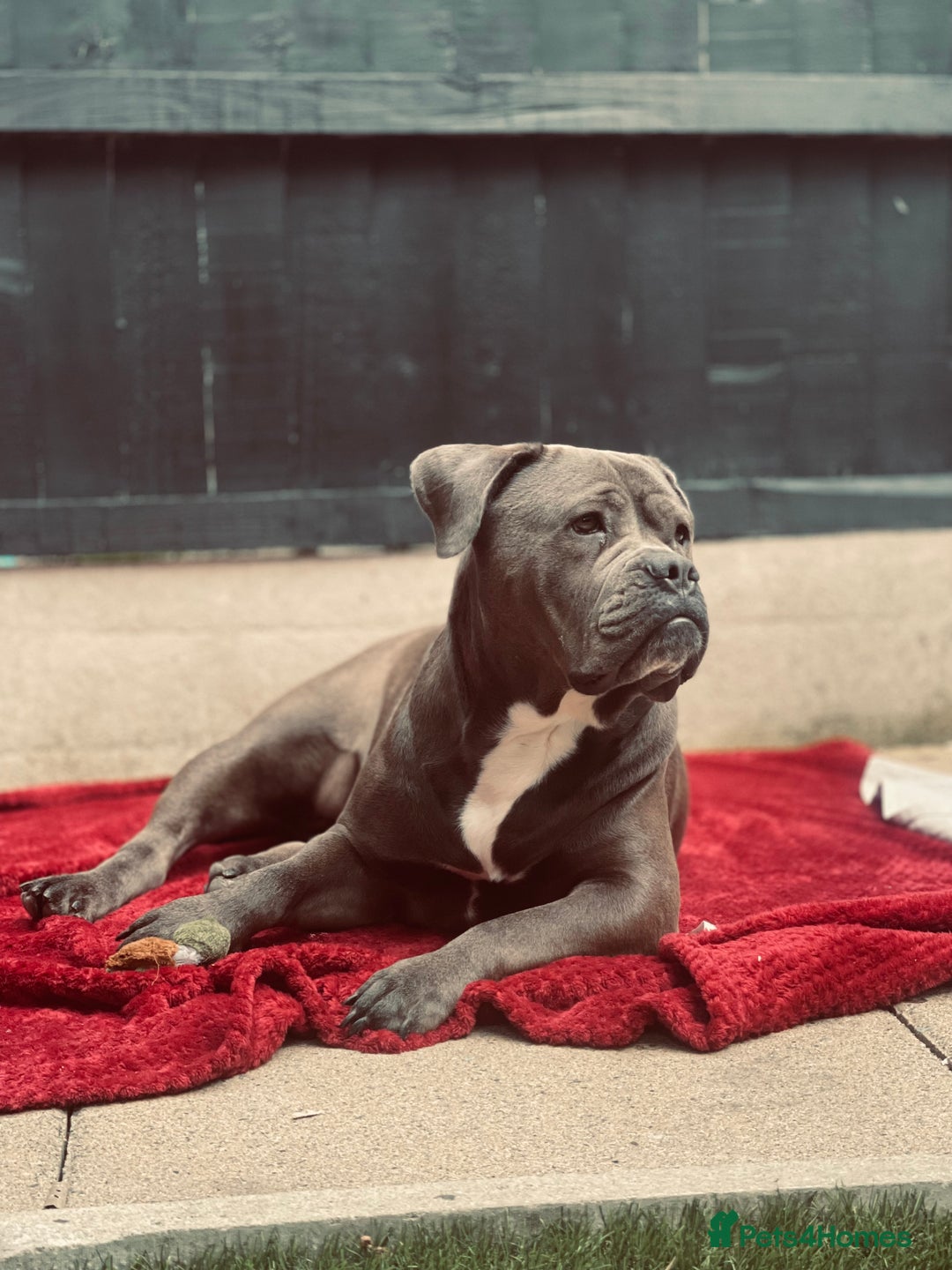 Mixed Breed dogs for sale: Beautiful mixed breed looking for her foreve home. - Image 6