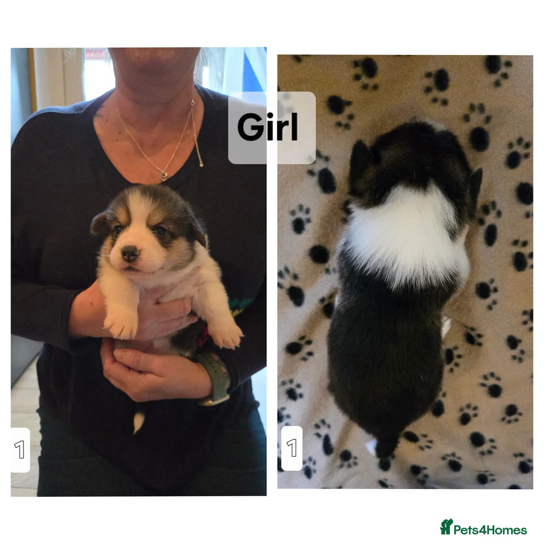 Welsh Corgi Pembroke dogs for sale: Welsh Pembrokeshire Corgis 2 x Boys & 4 x Girls - Advert 3