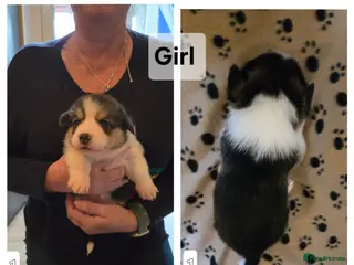 Welsh Corgi Pembroke dogs Welsh Pembrokeshire Corgis 2 x Boys & 4 x Girls - Advert 4