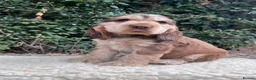 Cocker Spaniel dogs for sale: Outstanding health tested KC show cocker puppies - Advert 1
