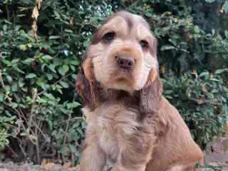 Cocker Spaniel dogs Outstanding health tested KC show cocker puppies - Advert 1