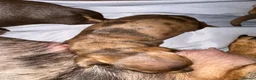 Miniature Dachshund dogs for sale: Smooth haired miniature dachshund  in Norwich - Advert 2